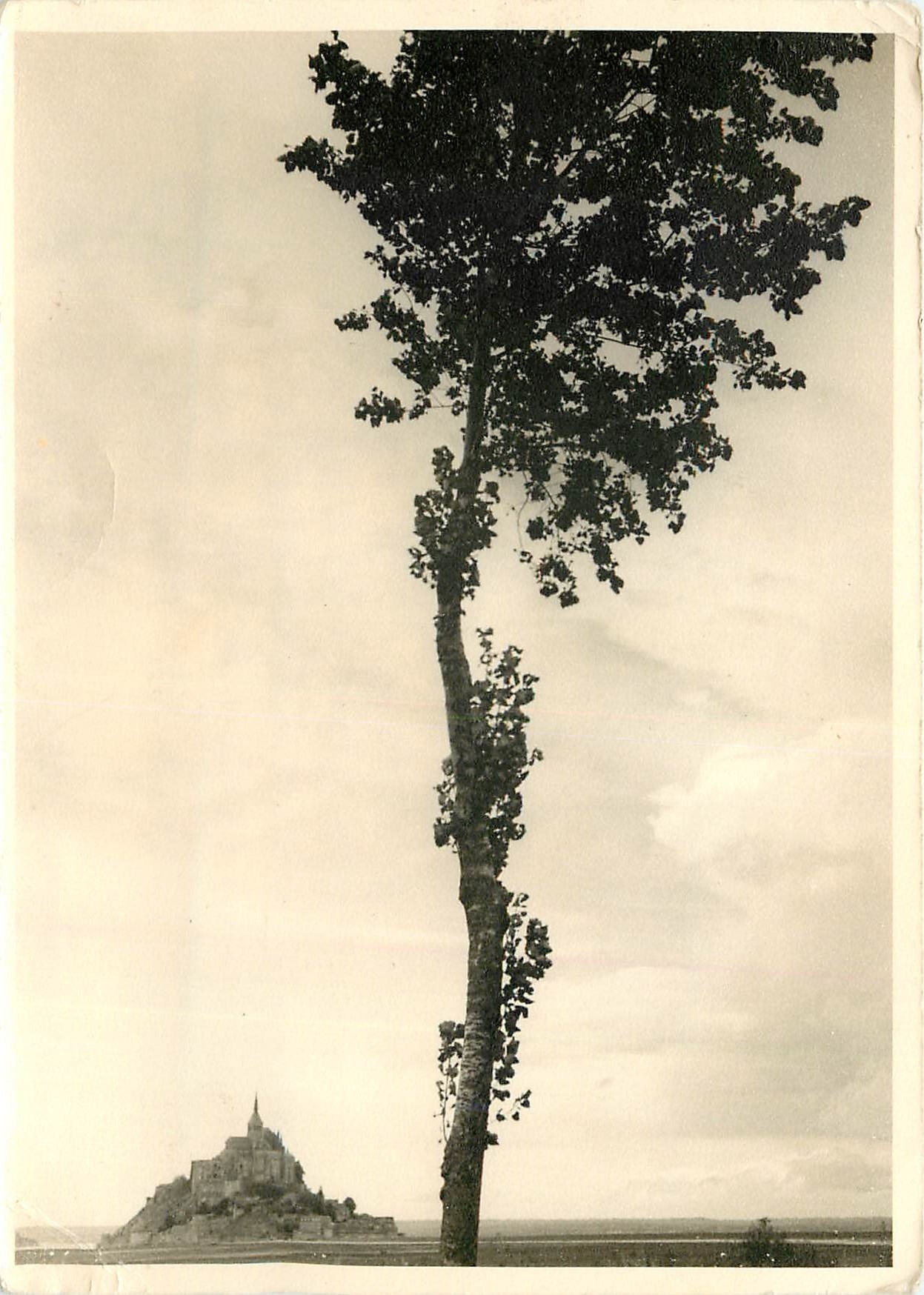 Mont Saint-Michel — vue avec arbre en premier plan — édition Jacques Cholet, n° 8742 - Recto