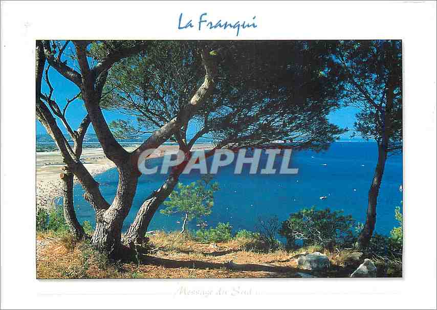 CPM La Franqui Aude Vue generale de la grande plage de sablie fin que surplombent des pins maritimes