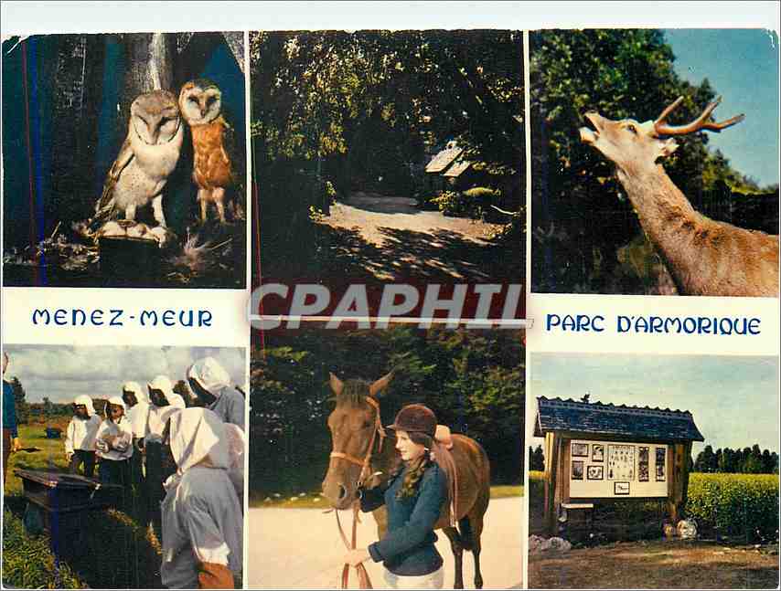 CPM Menez Meur Parc d'Armorique Chouette Hibou