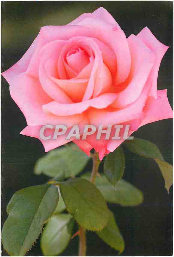 CPM Fleurs