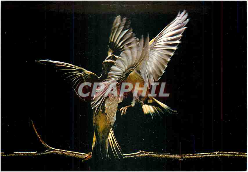 CPM Les Oiseaux de Roland Fiorillo Les Verdiers Jeu d'Ailes 