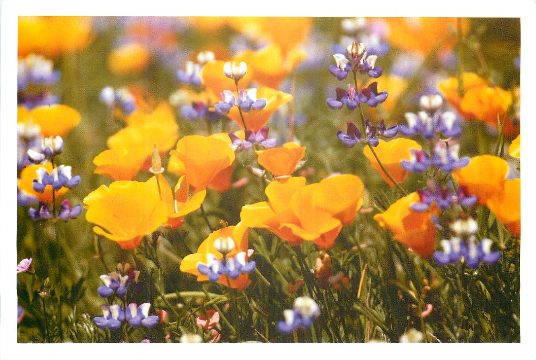 CPM Fleurs