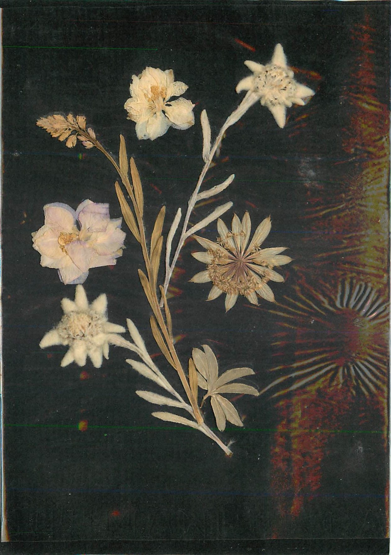 CPM Fleurs sechees