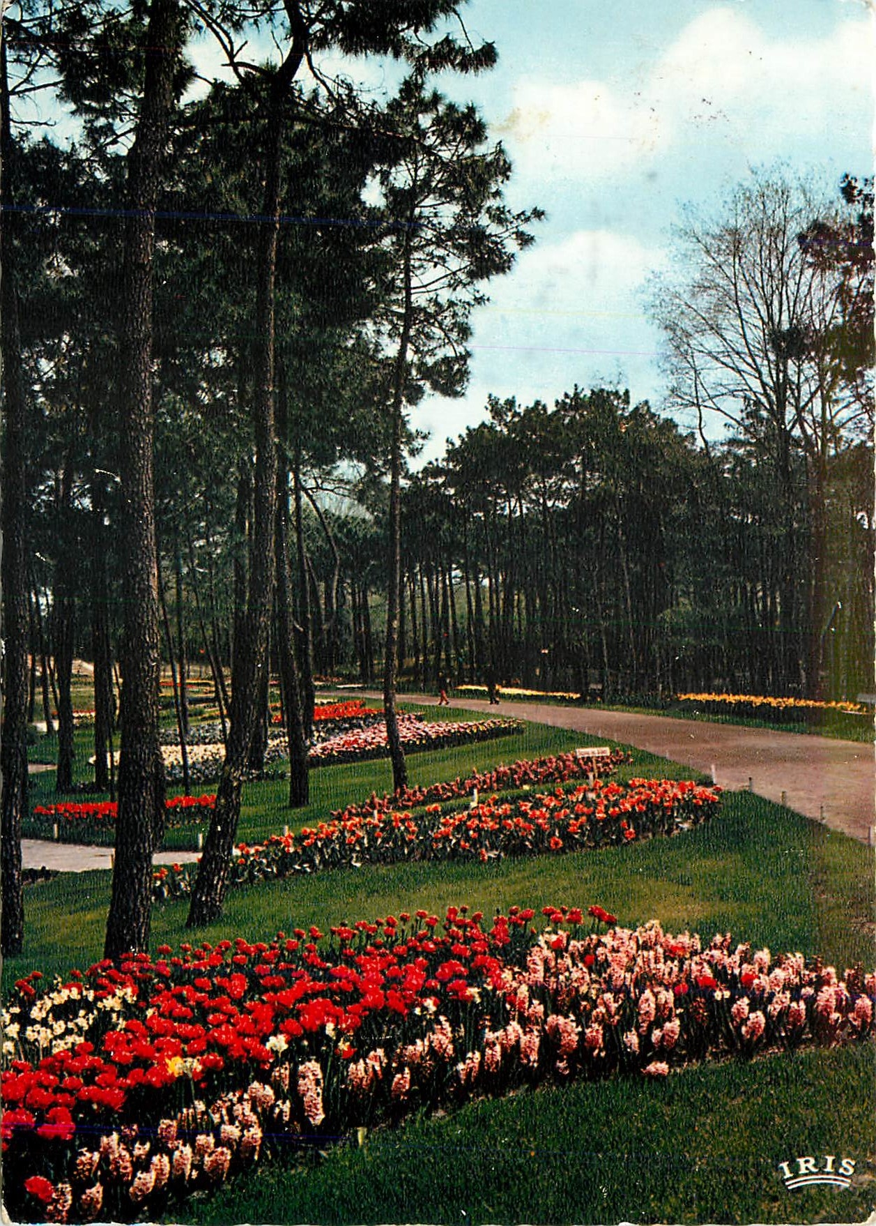 CPM La Palmyre Parc residentiel Floralies 