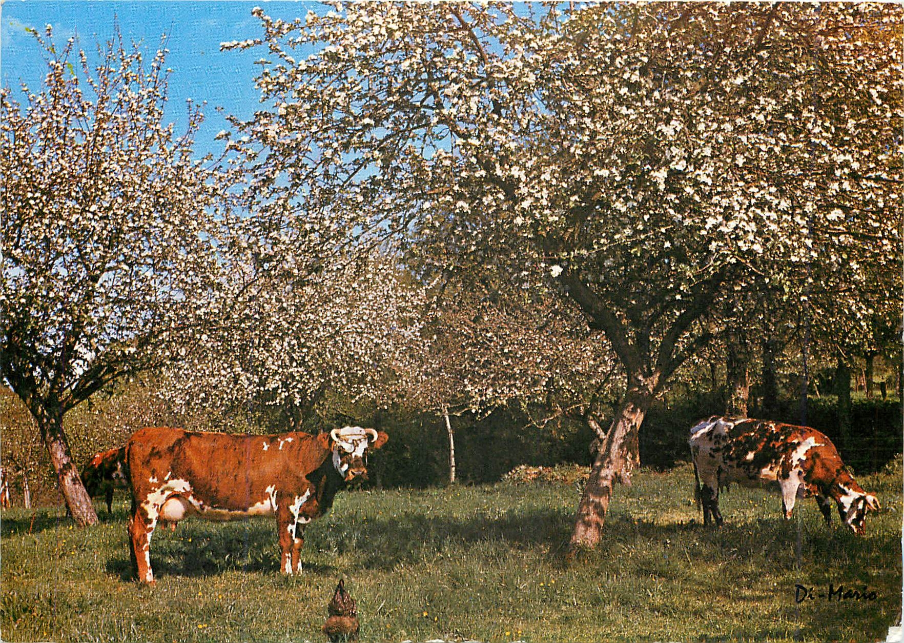 CPM Charme et Beaute de la Normandie 