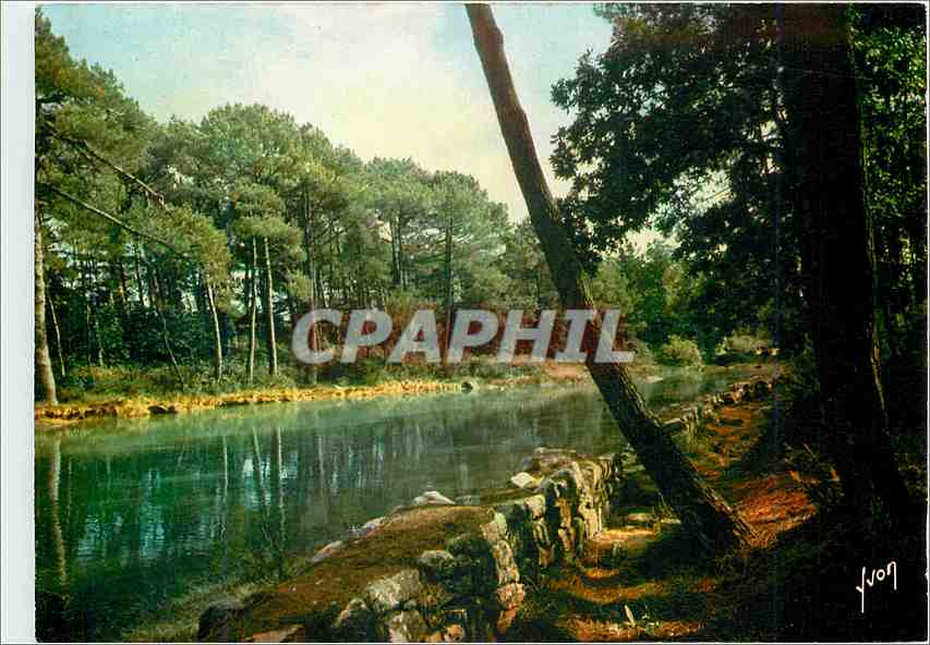 CPM la Bretagne Pittoresque Douceur et Calme de ses sous bois 