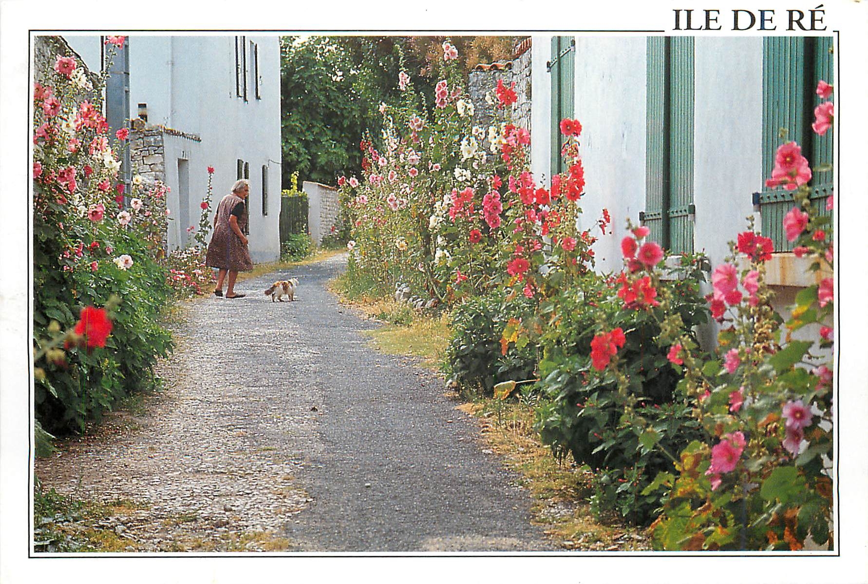 CPM Ile De Re Rue fleurie de roses tremieres a la Noue 