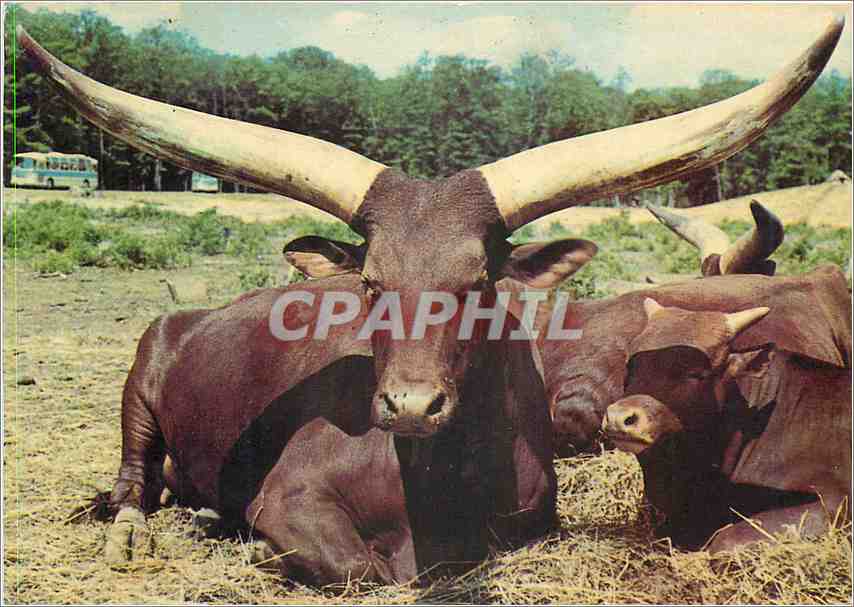 CPM Watusis en Liberte dans la Reserve Africaine du Chateau de Thoiry en Yvelines 