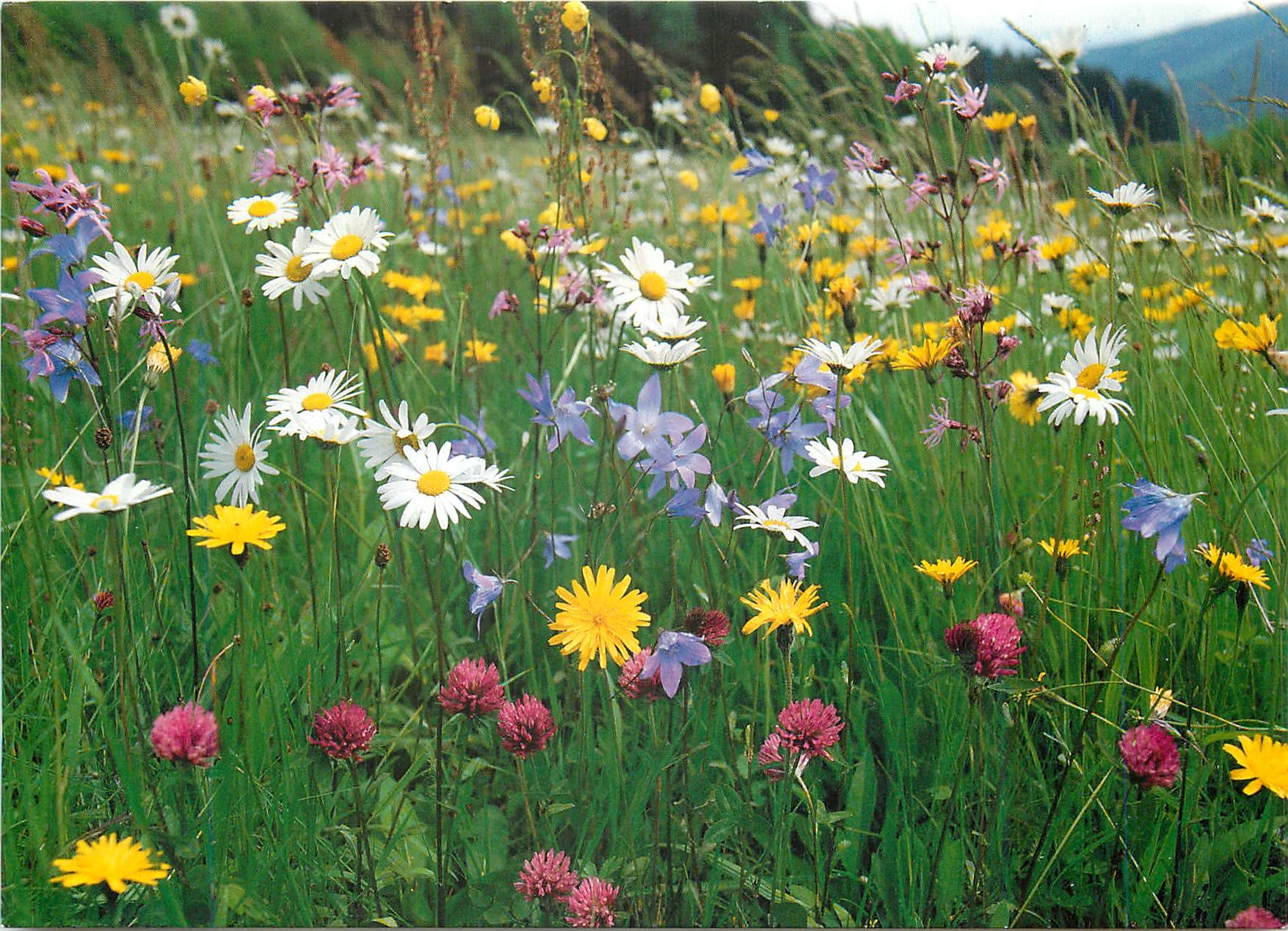 CPM Wiesenblumen Fleurs des Champs Wild flowers 