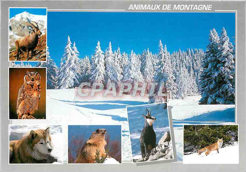 CPM Animaux de Montagne Bouquetin Chouette Husky Marmotte Chamois Renard