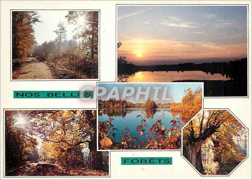 CPM Nos Belles Forets 