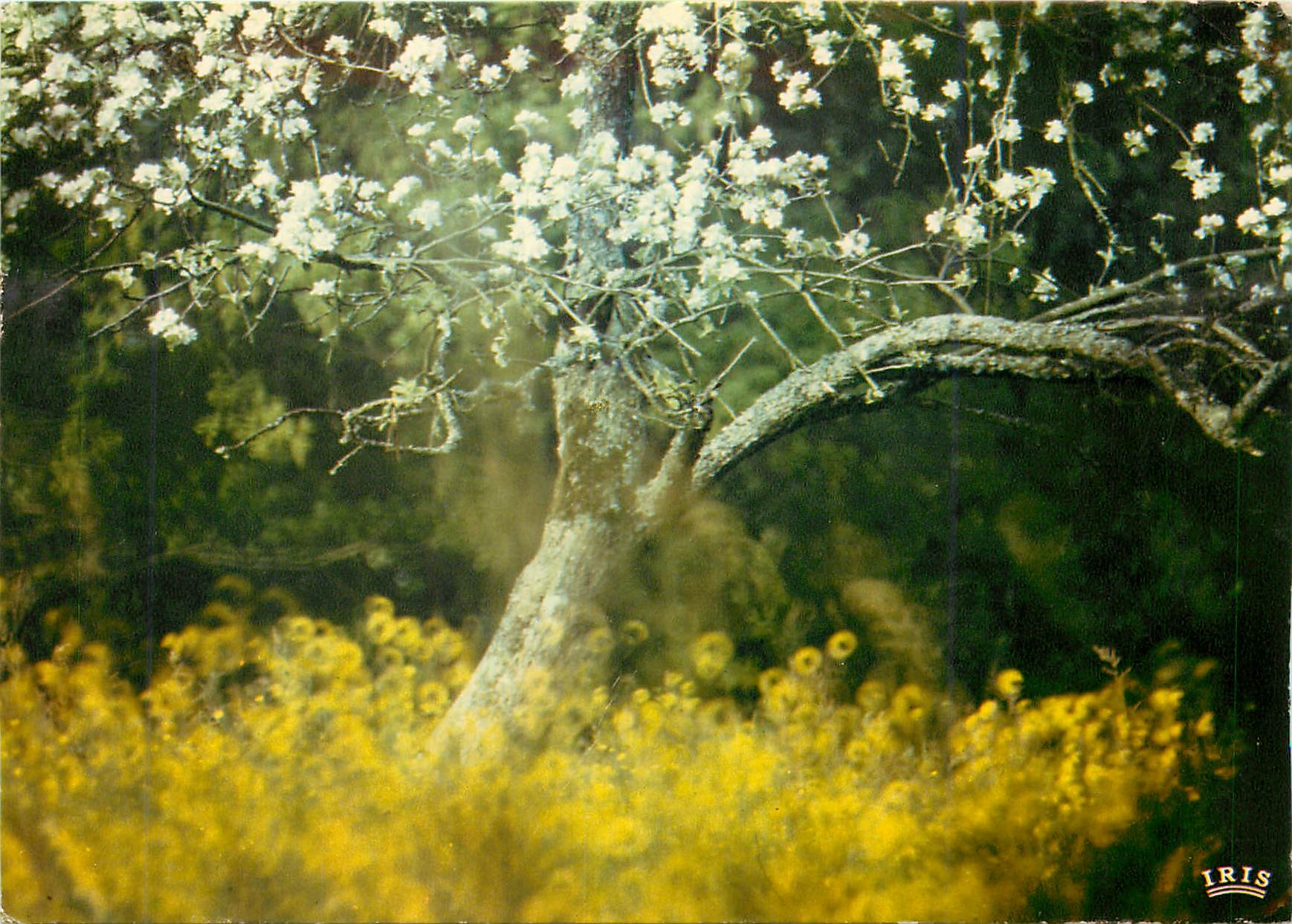 CPM Eclosion de la nature 