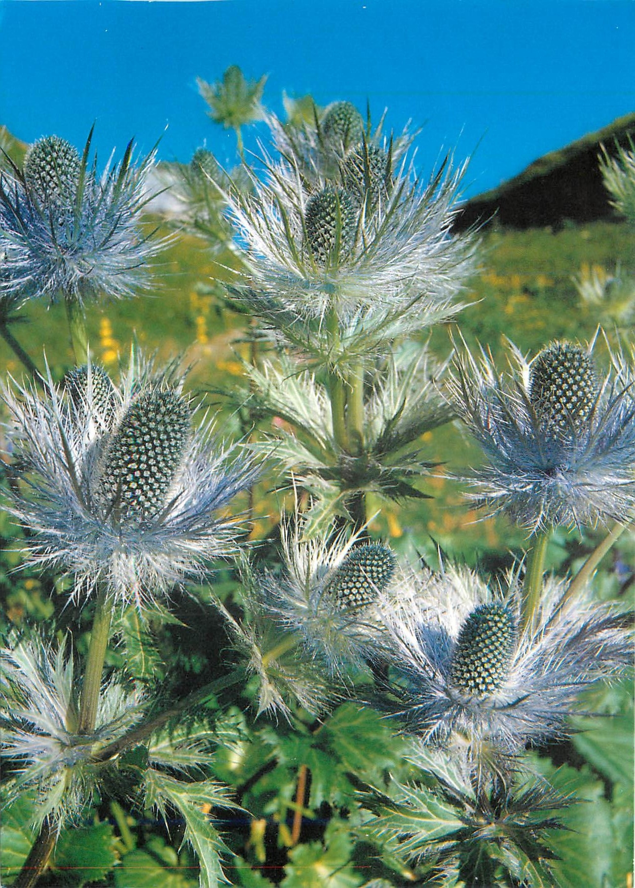 CPM Eryngium Alpinum Alpen Mannstreu Chardon Bleu 