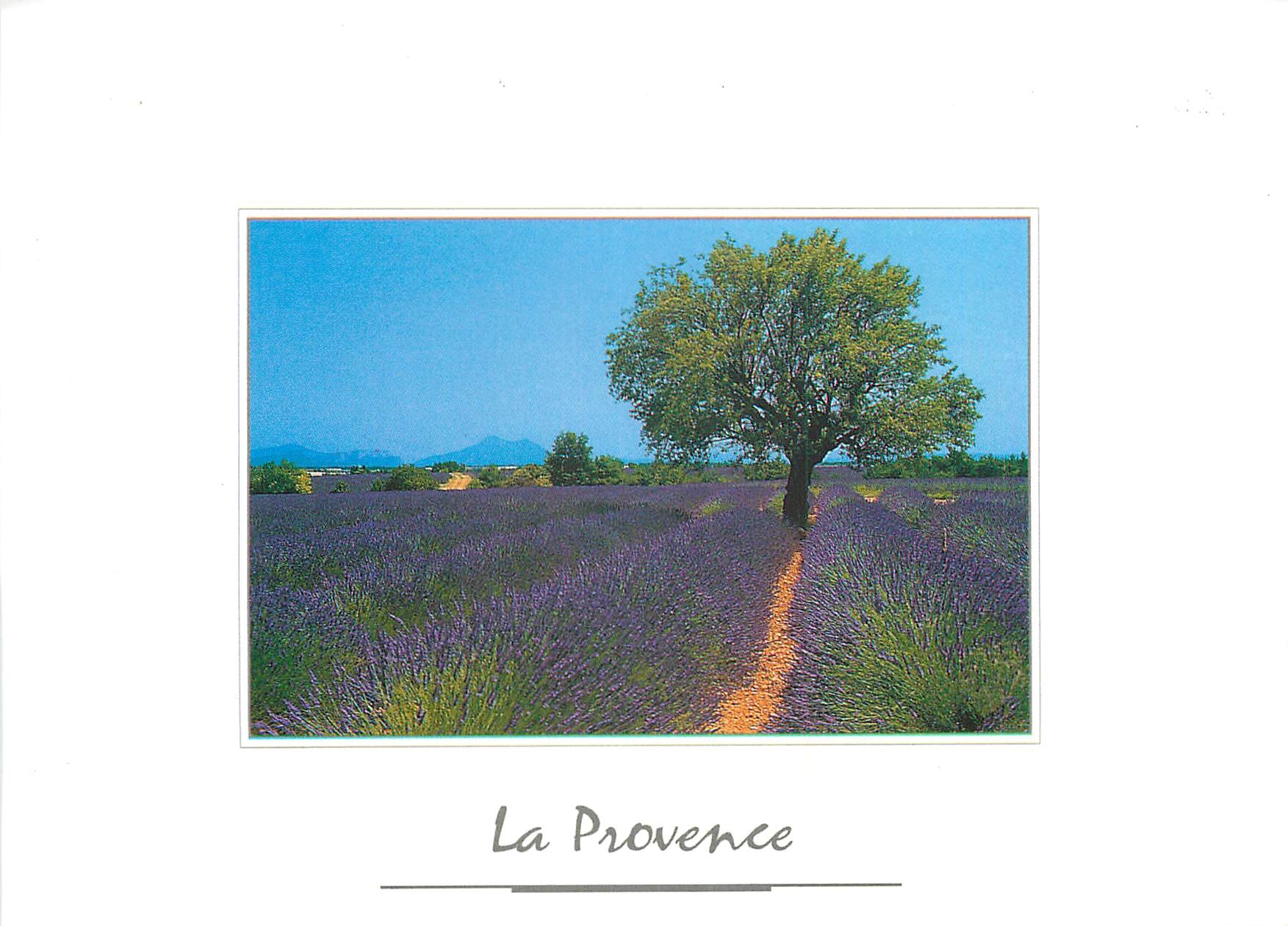 Champ de Lavande — La Provence — Prestige Éditions E.A.R. St-Aygulf, n° MB 800-07