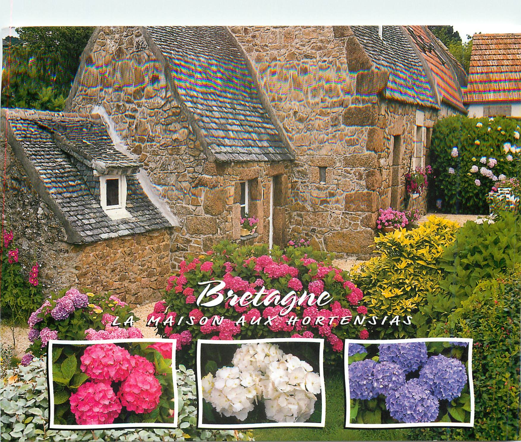 CPM Couleurs de Bretagne Maisons aux hortensias