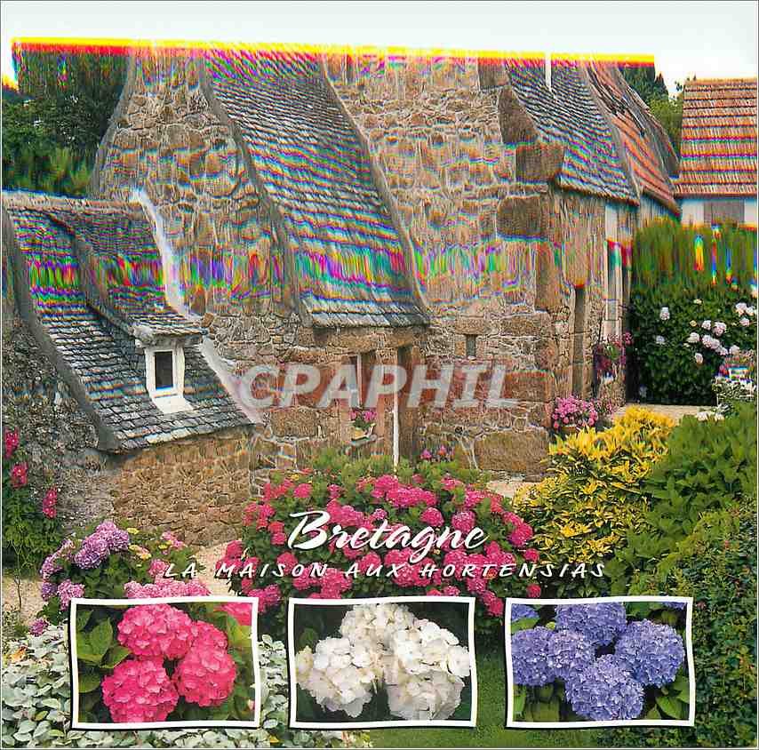 CPM Bretagne La Maison aux Hortensias