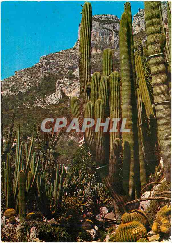 CPM Principaute de Monaco Le jardin Exotique