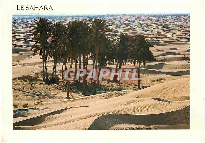 CPM Charmes et douceur de tunisie Sud Tunisie le Sahara