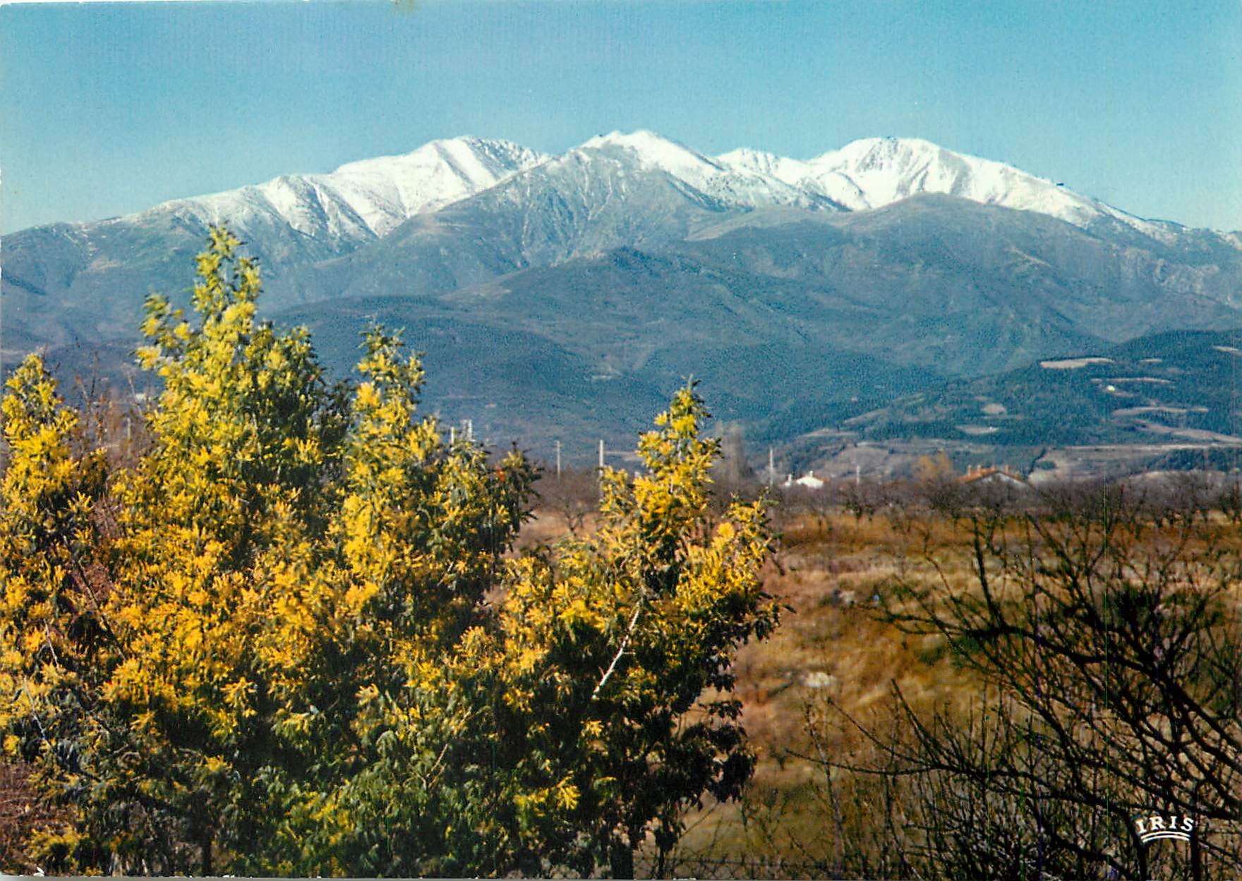 Le Canigou et les mimosas en fleurs — En Roussillon — éditeur IRIS, n° de série 66 886