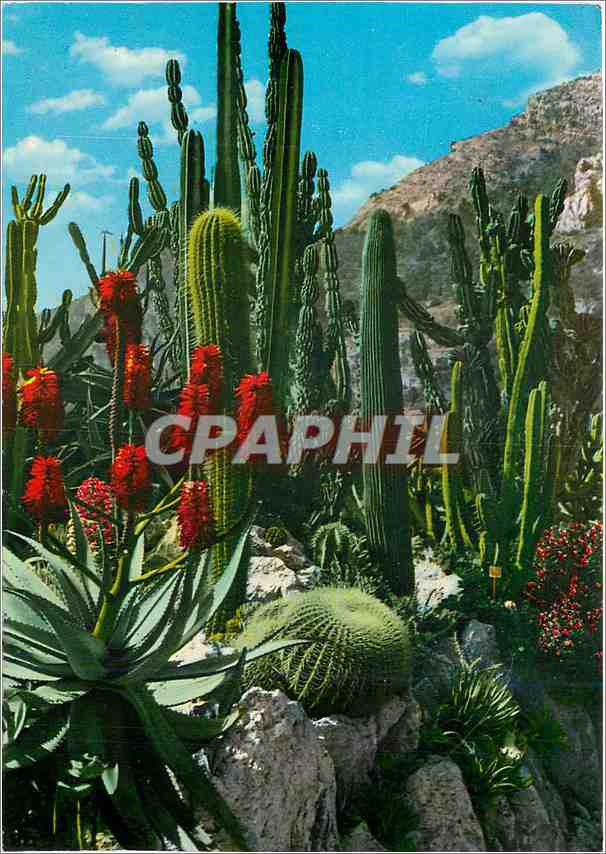 CPM Principaute de Monaco Le jaridn exotique (candelabre agave et coussin de belle mere)