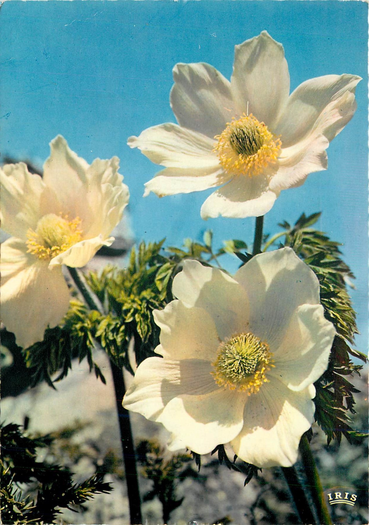 CPM Flore de Montagne Anemones soufrees Pulsatilla Sulfurea