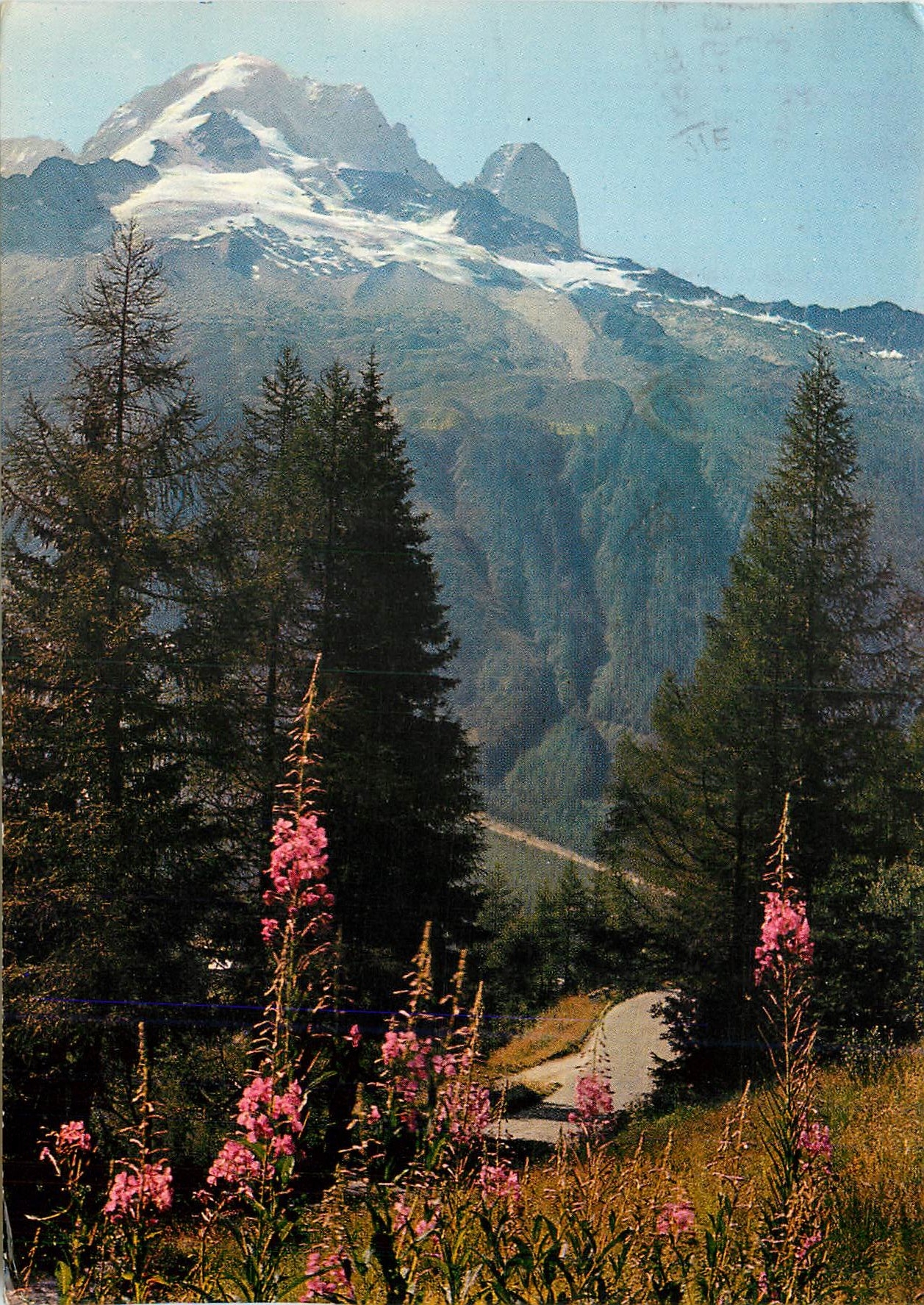 CPM Au Pays du Mont Blanc Aiguilles sapins fleurs