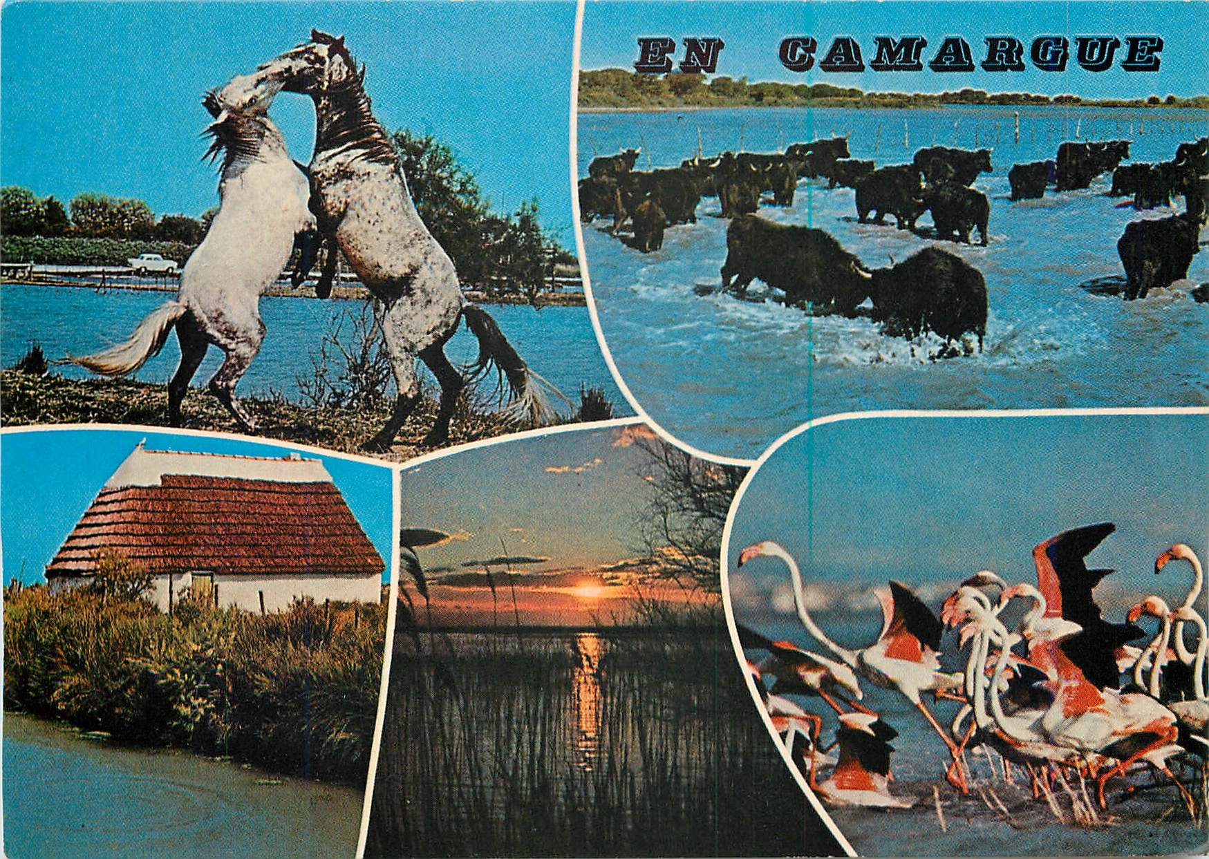 CPM En Camargue (Bouches du Rhone) Souvenirs Taureaux