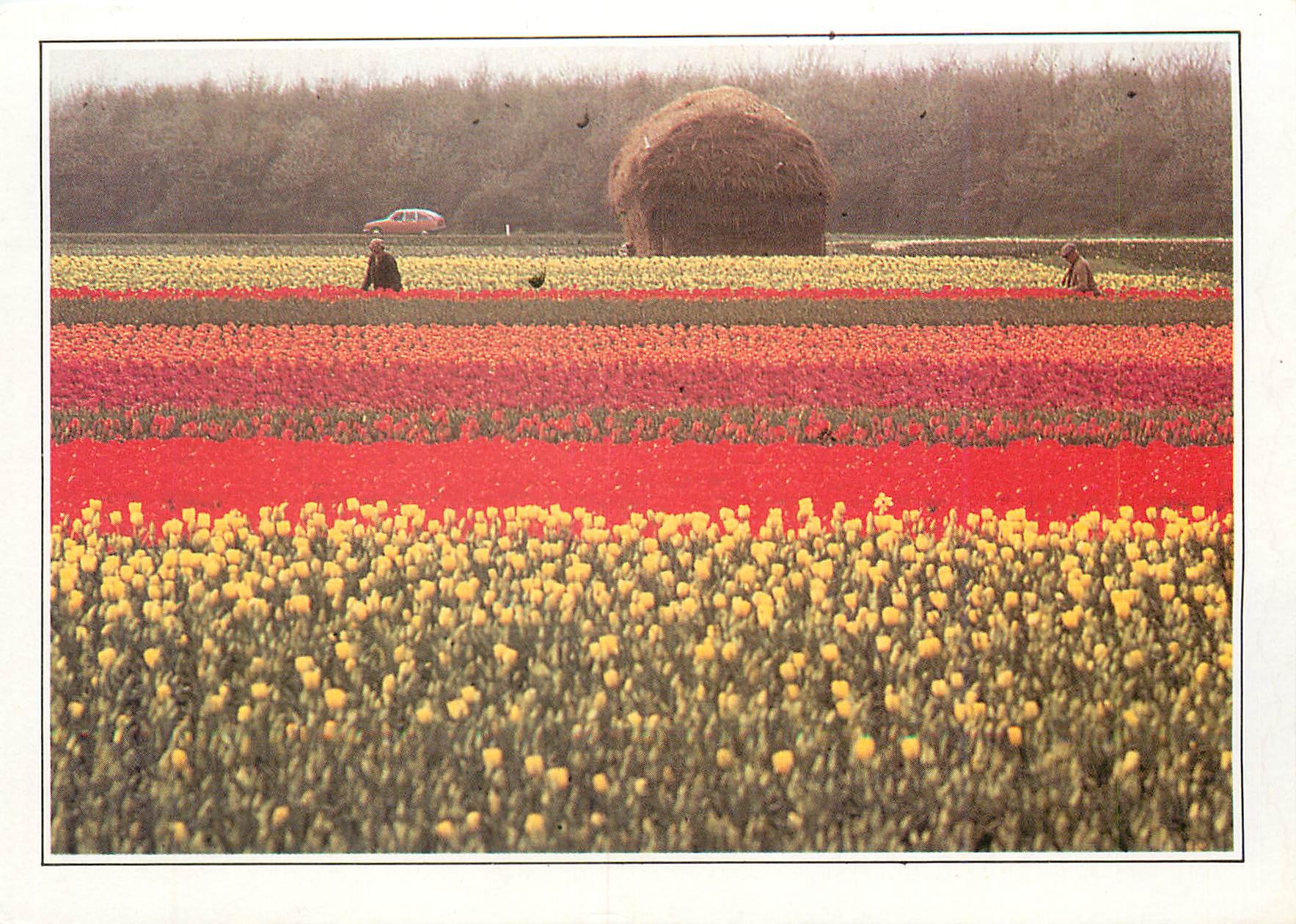 CPM Nederland Hollande Champs de Fleurs