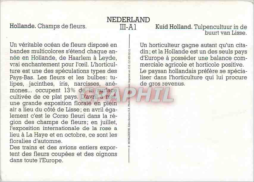 CPM Nederland Hollande Champs de Fleurs — Rückseite