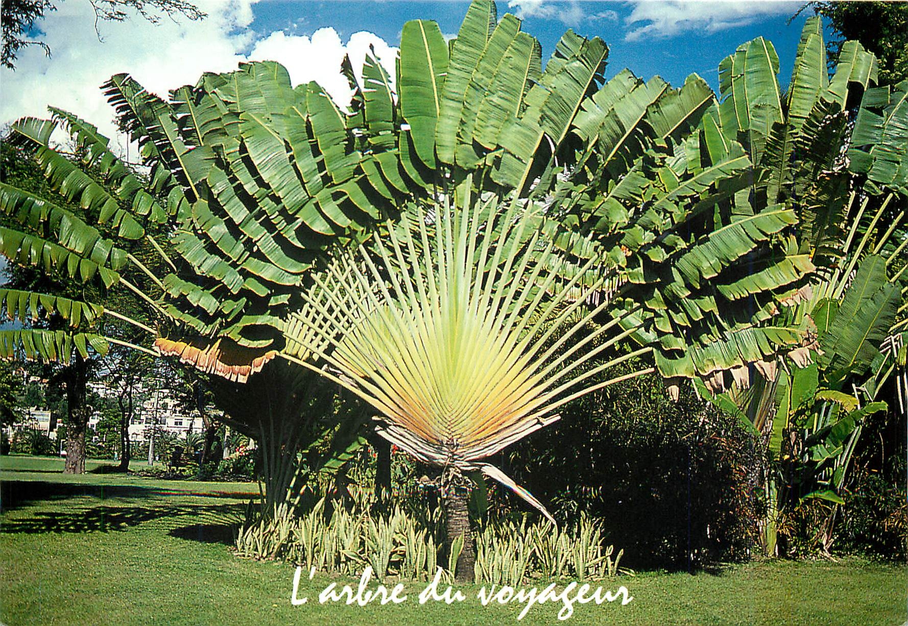 CPM Martinique Fort de France place de la Savane l'Arbre du Voyageur