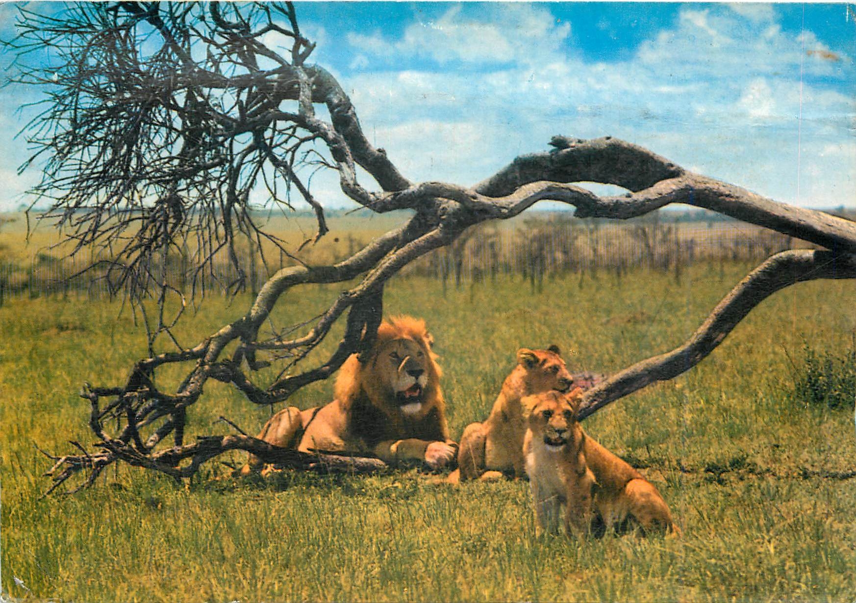 CPM Keekorok Lodge Pride of Lions at Masai Mara Game Reserve