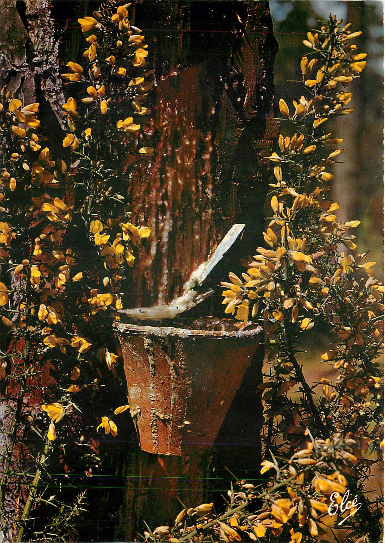 CPM La Lande La foret landaise au Printemps avec son pot de resine et ses jolis ajoncs fleuris