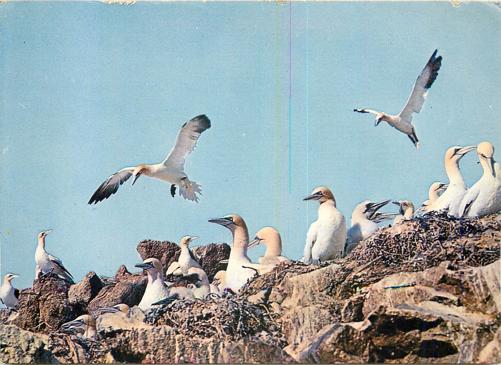 CPM Les Oiseaux de Mer La Cote de Granit ROse l'Archipel des Sept Iles