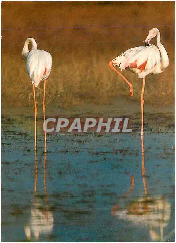CPM En camargue Flamants roses au bord du Vaccares