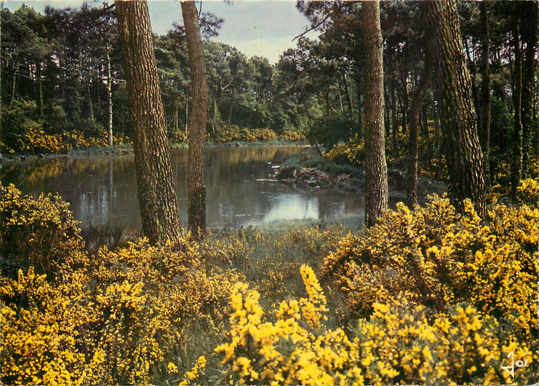 Forêt de pins et ajoncs en fleurs — La Bretagne au printemps — Éditions d'Art Jos, n° MX 4948