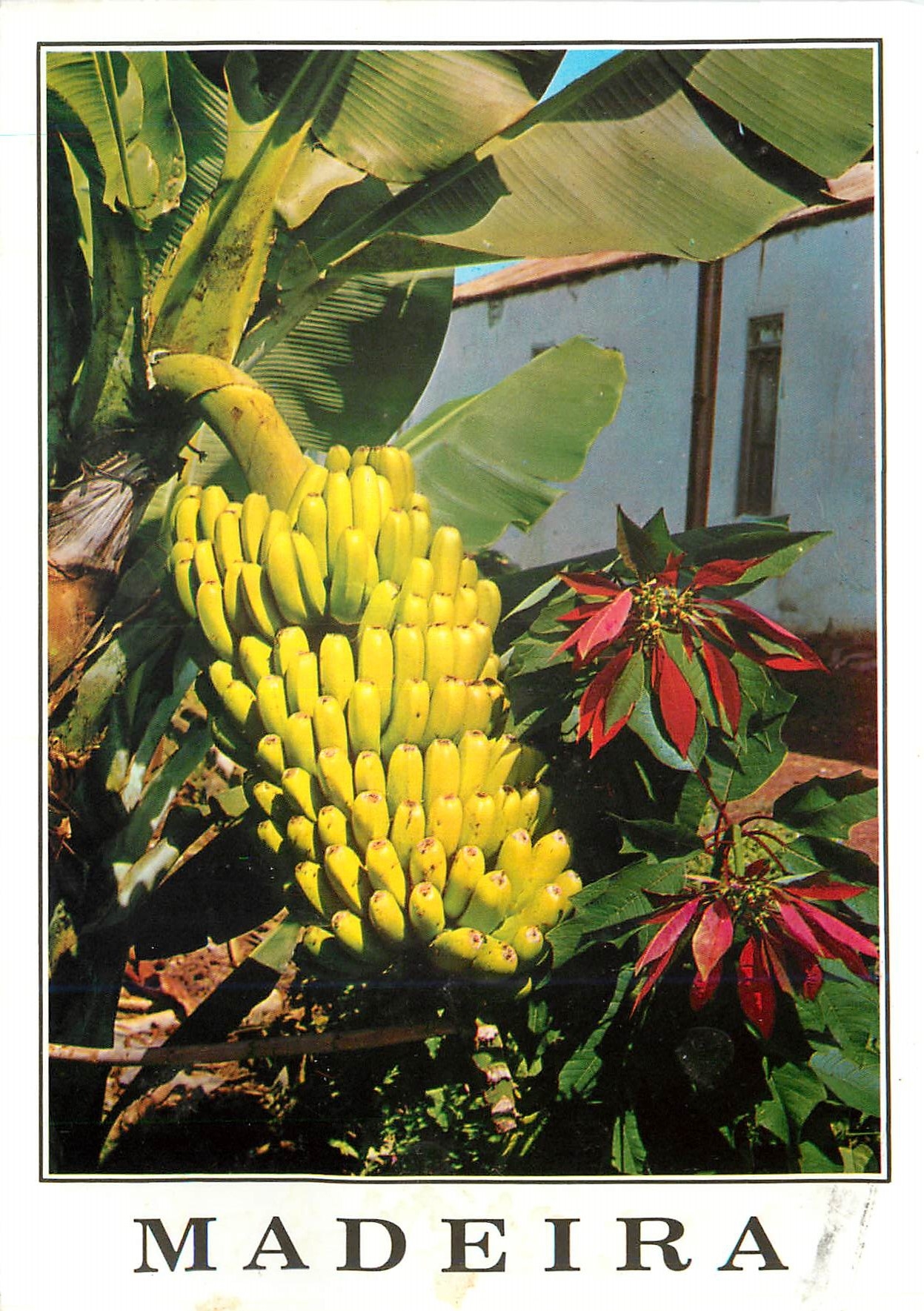 CPM Madeira Bananes et Etoiles de Noel Bananes
