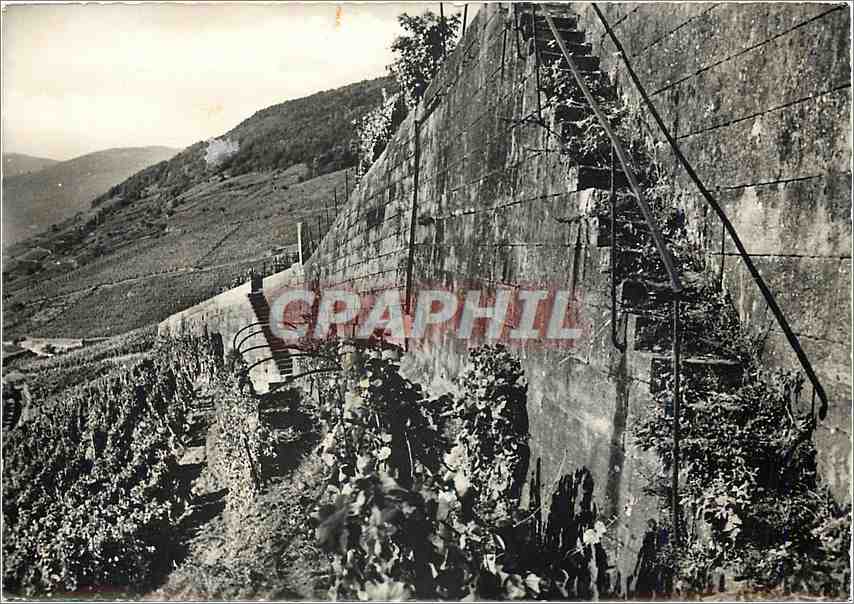 Vignobles de Guebwiller — Vue partielle des vignobles Schlumberger — grands murs du coteau de la Fileg