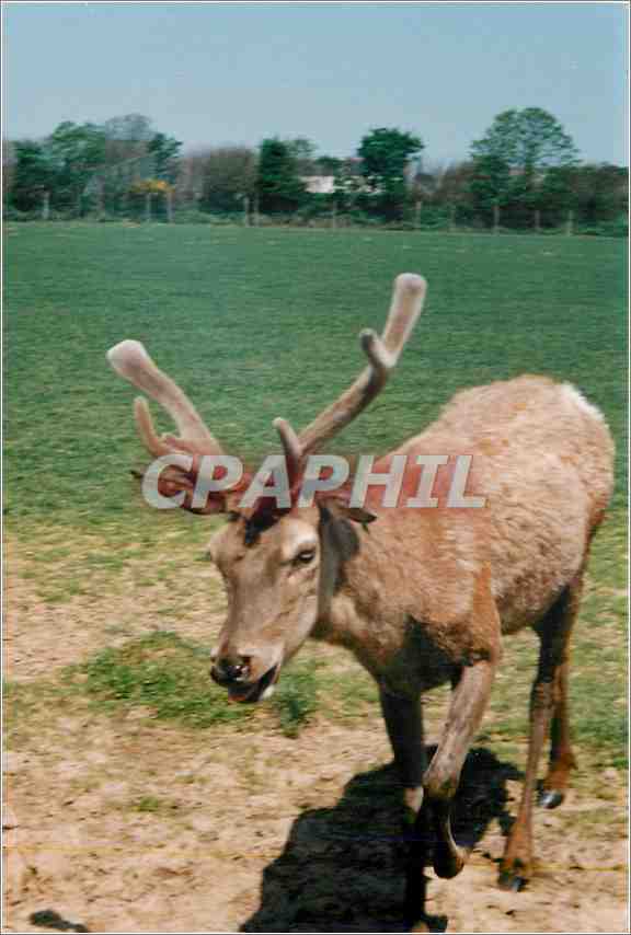 CPM Renne