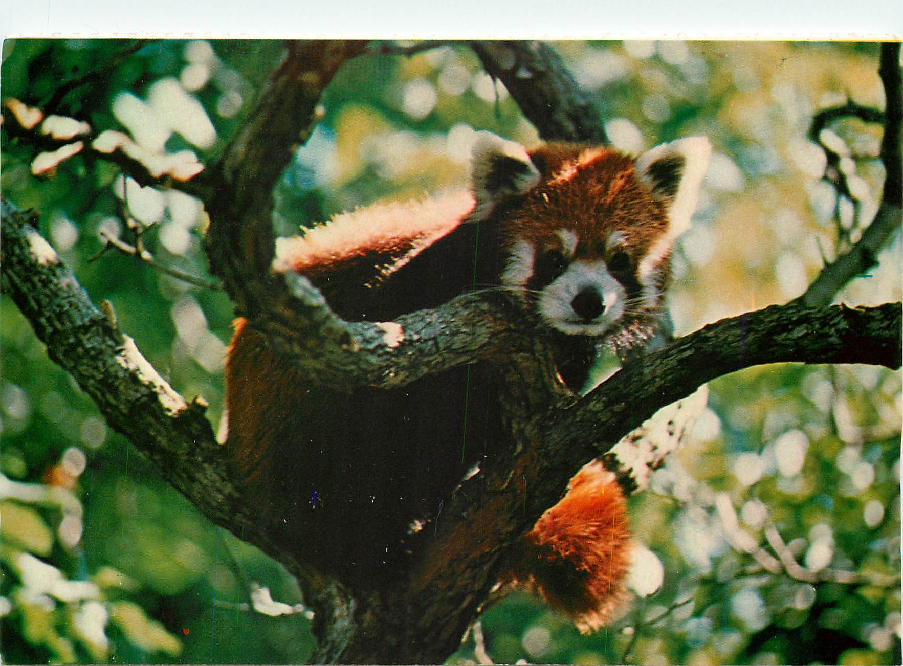 CPM The red panda's beautfully Marked coat keeps the animal warn in its alpine forest home