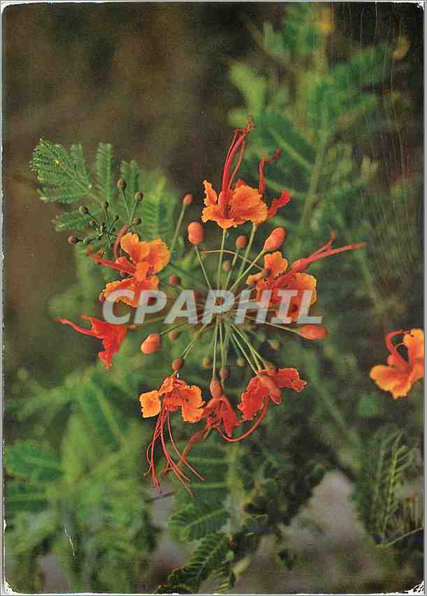 CPM Antilles Francaises Fleurs Tropicales Cassis Alata