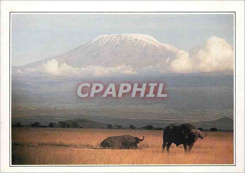 CPM Kenya Amboseli et le Kilimadjaro