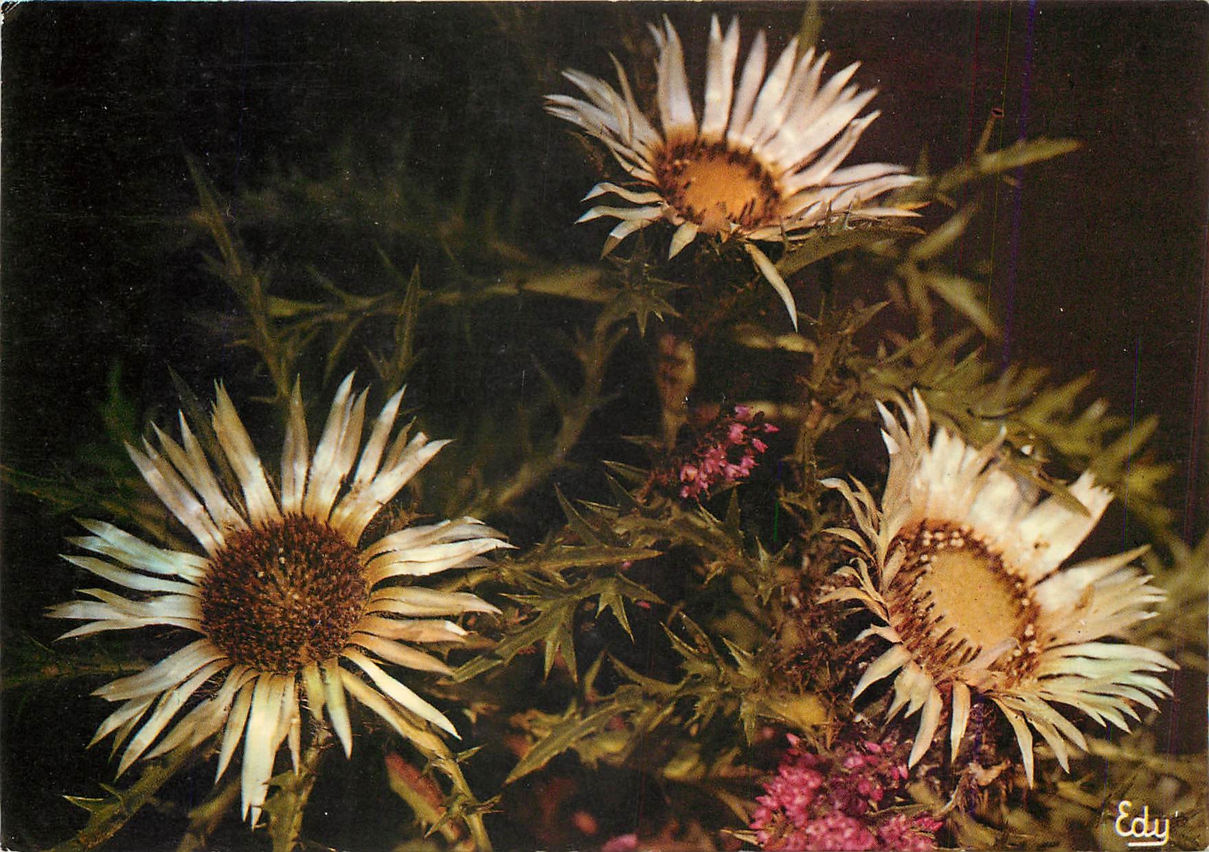CPM Le Chardon Argente ou Carline a Tige Courte (Carlina Acaulis)