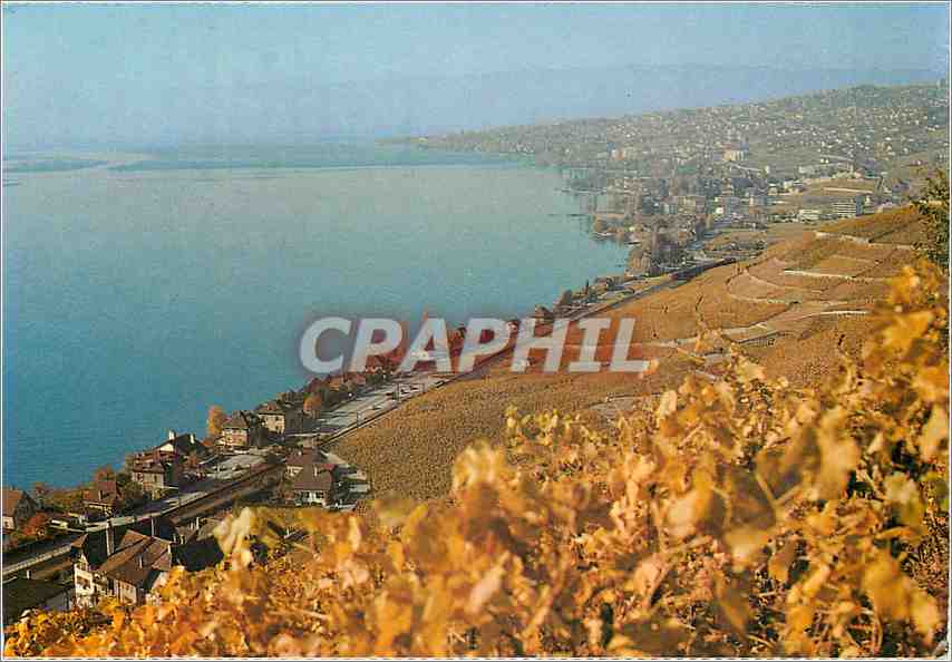 CPM Lausanne Depuis les vignobles de laucaux