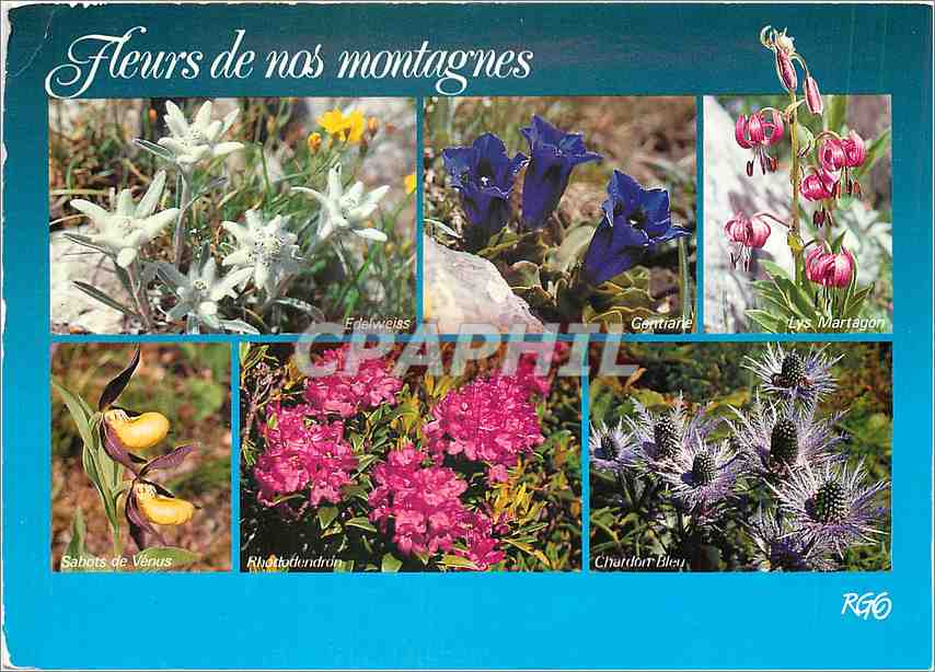 CPM Images de chez nous Fleurs de nos Montagnes