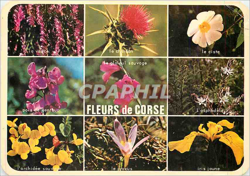 CPM Charmes et Couleurs de la Corse les fleurs du Marquis Corse