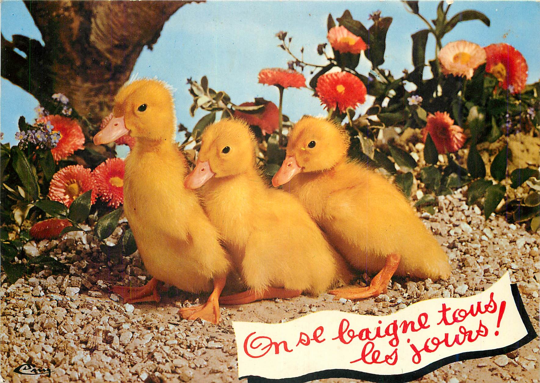 CPM On se baigne tous les jours animaux Humoristiques Trois petits canards
