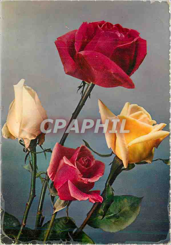 CPM Fleurs