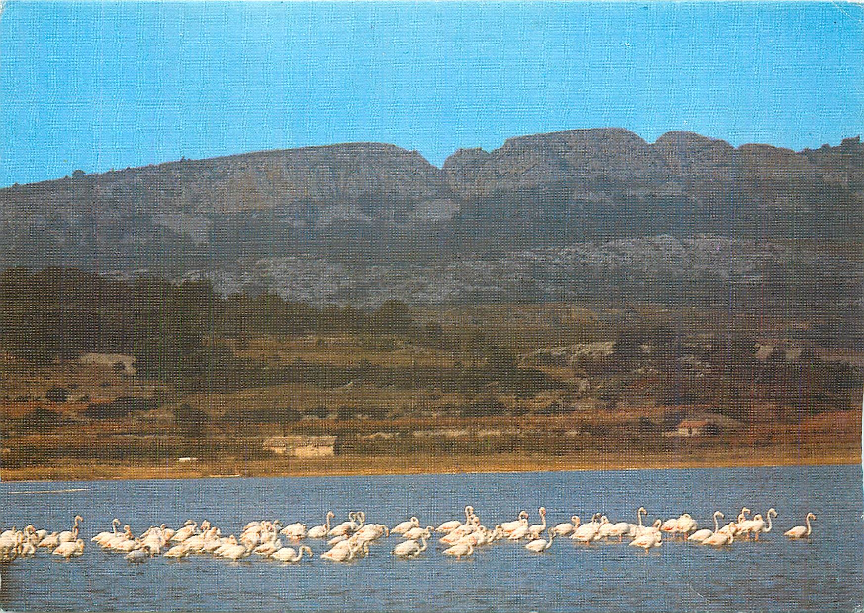 CPM Lumiere et couleurs de l'Agde Le massif de la Clape Flamants rose