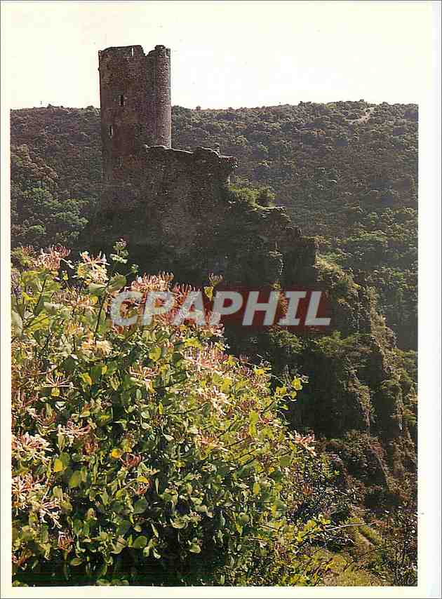 CPM Pays Cathare chateaux de Castours Quertinheux et chevrefeuille