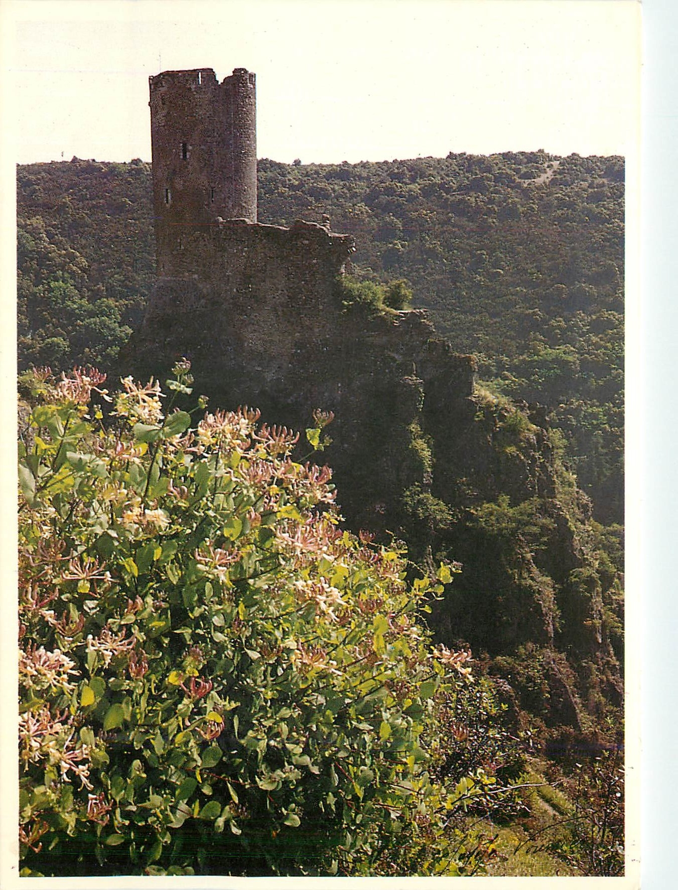 CPM Pays Cathare CHateaux de Castours Quertinheux et Chevrefeuille